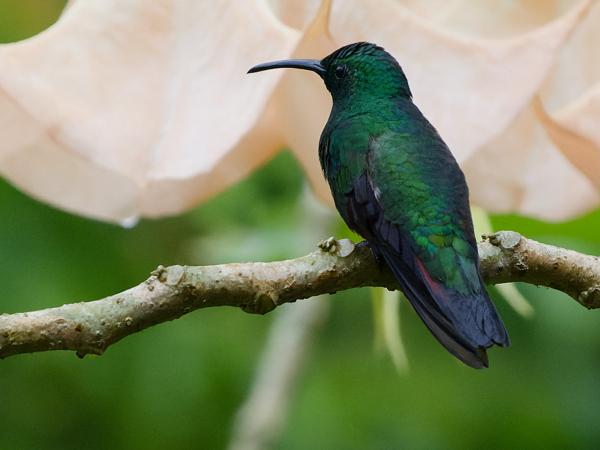 <h3>Anthracothorax prevostii / Green‑breasted mango / Groenborstmango</h3>OM-1 Mark II with OLYMPUS M.150-400mm F4.5 TC, 1/1600 sec at F5.6, ISO 10000, distance 10.3 m